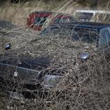 La naturaleza crece sobre los coches dejados de un parking