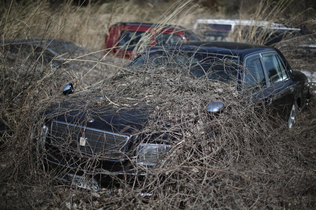 La naturaleza crece sobre los coches dejados de un parking