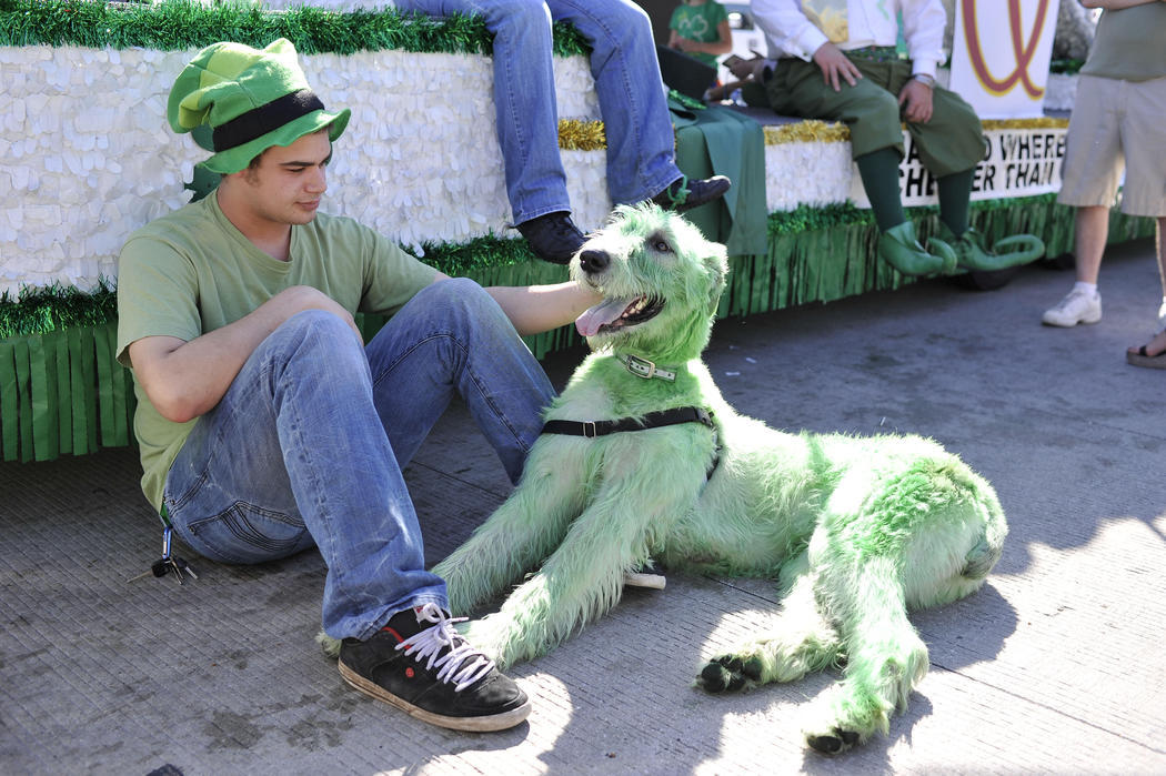 Un perro se tiñe de verde para celebrar San Patricio en Chicago