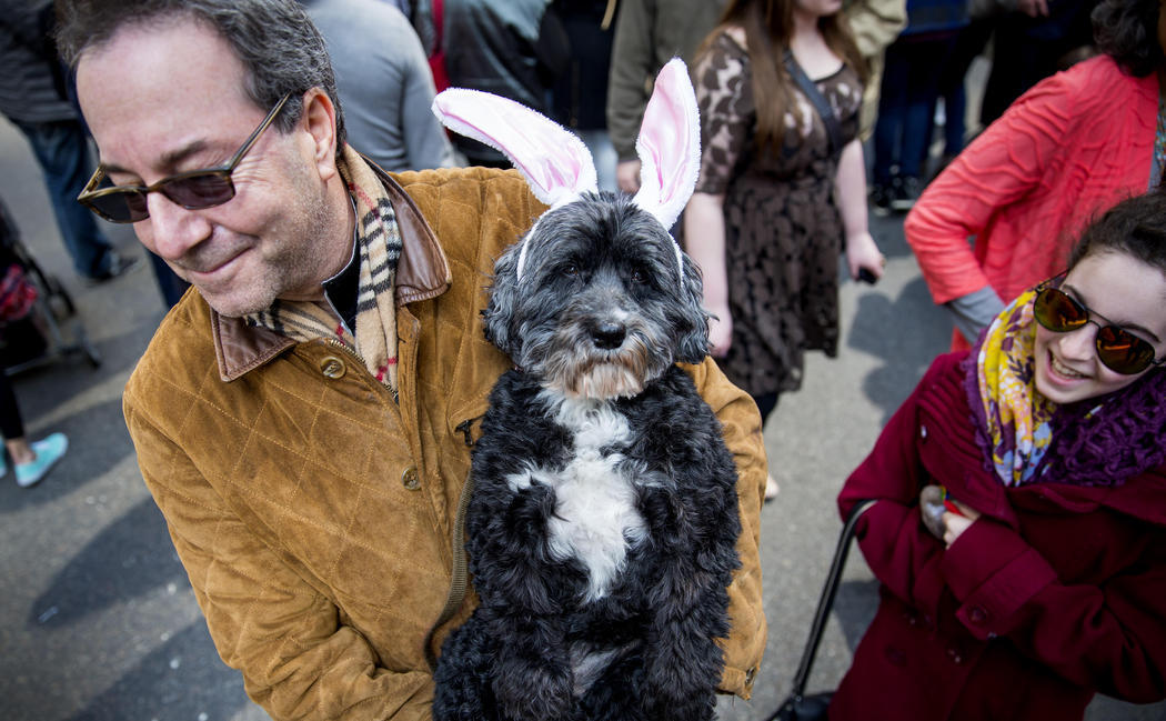 La perra Heidi se disfraza de Conejo de Pascua