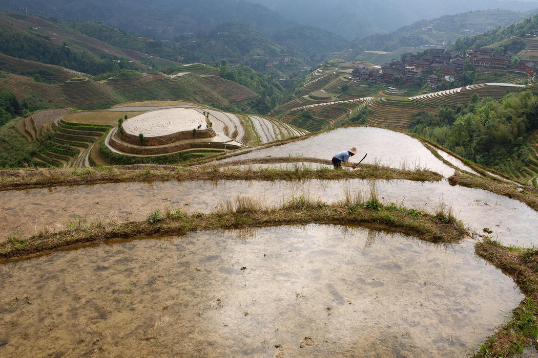 Extensos campos de arroz en China