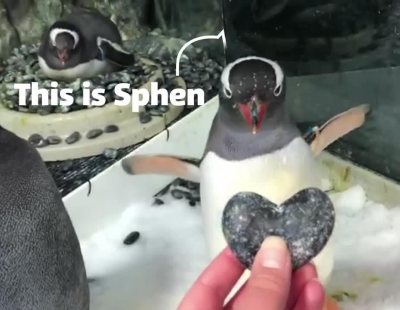 Dos pingüinos homosexuales incuban el huevo de su futuro hijo